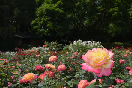 Im Vordergrund blüht eine Rose gelb-rosa, im Hintergrund mehrere Blütenknospen der Rose